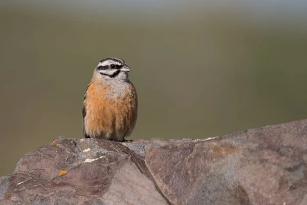 Prachtige Vogelfoto Stenen Gors Emberiza Cia Rots — Stockfoto