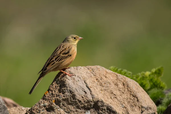 Prachtige Vogelfoto Ortolaanse Gors Emberiza Hortulana — Stockfoto