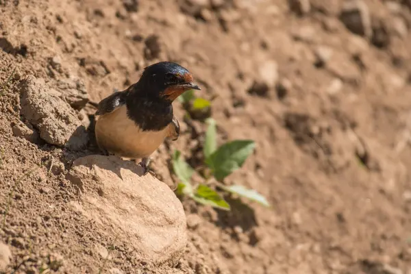 Foto Pássaro Deslumbrante Engolir Celeiro Hirundo Rustica — Fotografia de Stock