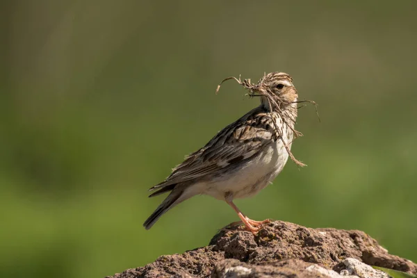 Trädlärk Lullula Arborea Aragats Armenien — Stockfoto