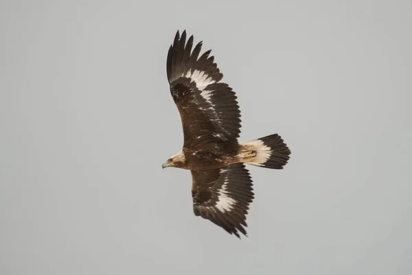 Golden Eagle Aquila Chrysaetos Armenia — Stock Photo, Image