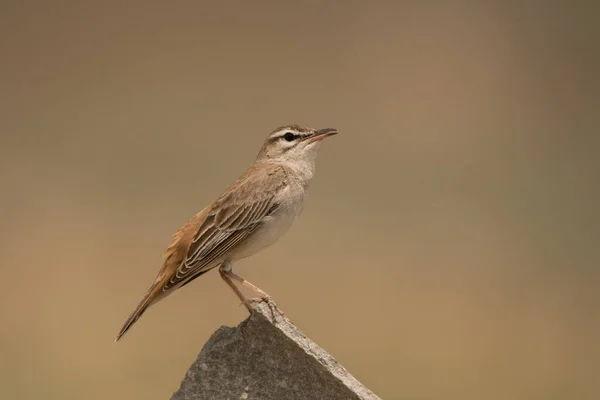 Stunning Bird Photo Rufous Tailed Scrub Robin Cercotrichas Galactotes — 图库照片