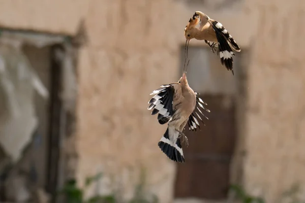 鳥のペアの求愛 見事な鳥の写真 ユーラシア フープー ウパップ — ストック写真