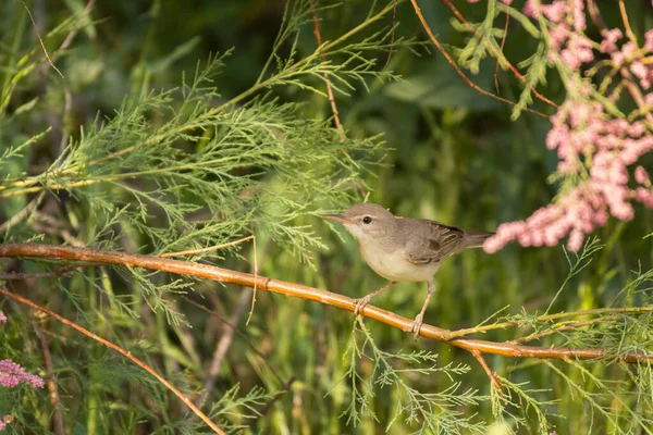 Úžasná Fotka Ptáka Upcher Warbler Hippolais Languida — Stock fotografie