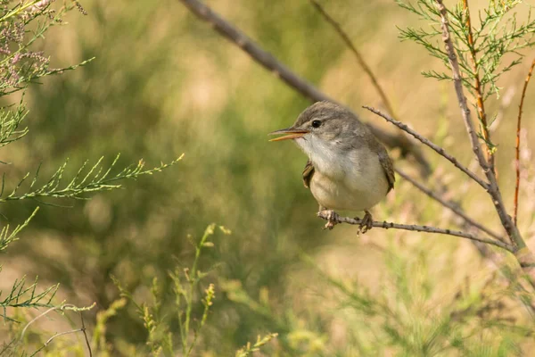 Superbe Photo Oiseau Paruline Upcher Hippolais Languida — Photo