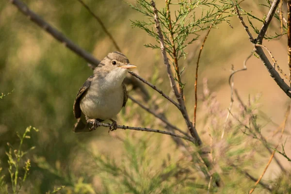 Wspaniałe Zdjęcie Ptaka Warbler Górny Hipolais Languida — Zdjęcie stockowe