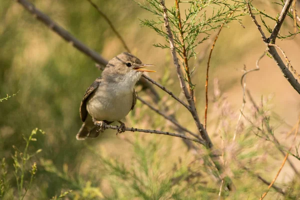 Göz Kamaştırıcı Kuş Fotoğrafı Upcher Warbler Hippolais Lagida — Stok fotoğraf