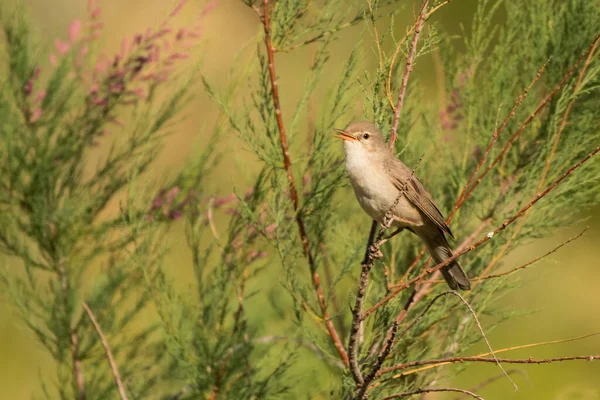 Prachtige Vogelfoto Vliegenvanger Hippolais Languida — Stockfoto