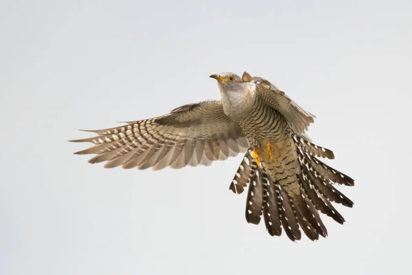 Superbe Photo Oiseau Coucou Commun Cuculus Canorus Volant Sur Ciel — Photo