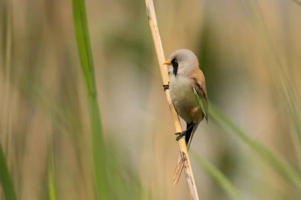 Wspaniałe Zdjęcie Ptaka Reedling Brodaty Panurus Biarmicus — Zdjęcie stockowe