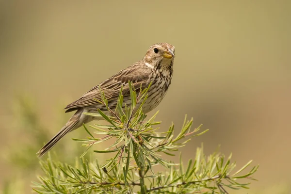 Prachtige Vogelfoto Korengors Emberiza Calandra — Stockfoto