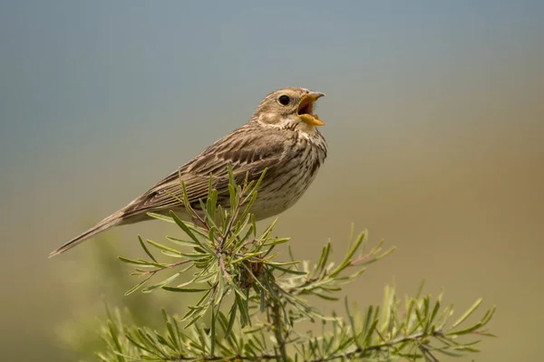 Úžasná Fotka Ptáka Kukuřičný Bunting Emberiza Calandra — Stock fotografie