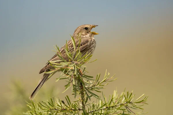 Prachtige Vogelfoto Korengors Emberiza Calandra — Stockfoto