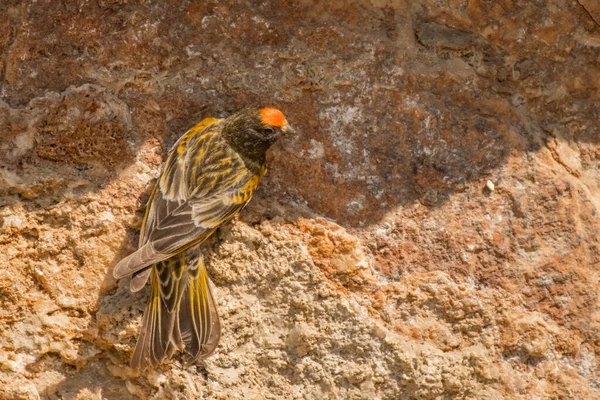 Stunning Bird Photo Red Fronted Serin Serinus Pusillus Rock — Zdjęcie stockowe