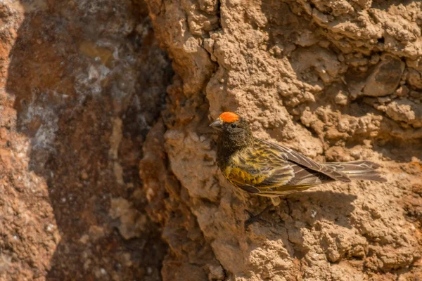 Prachtige Vogelfoto Roodkopserin Serinus Pusillus Rots — Stockfoto