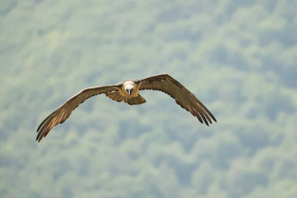 Silhouette Bird Prey Flight Bearded Vulture Gypaetus Barbatus — Stock Photo, Image