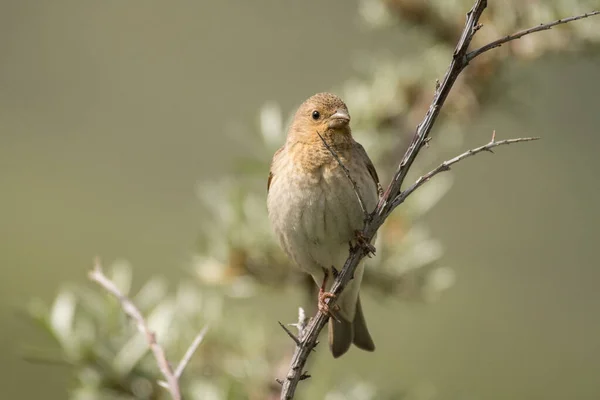 Prachtige Vogelfoto Gewone Rosefinch Carpodacus Erythrinus — Stockfoto