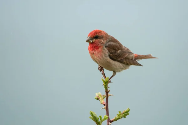 Foto Pássaro Deslumbrante Linguado Comum Carpodacus Erythrinus — Fotografia de Stock