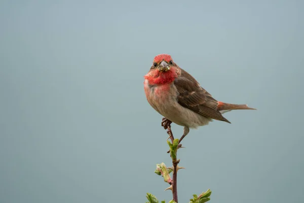 Foto Pássaro Deslumbrante Linguado Comum Carpodacus Erythrinus — Fotografia de Stock