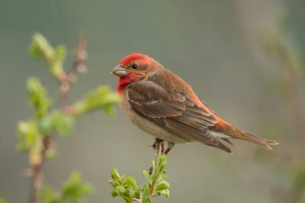 Stunning Bird Photo Common Rosefinch Carpodacus Erythrinus — Stock Photo, Image