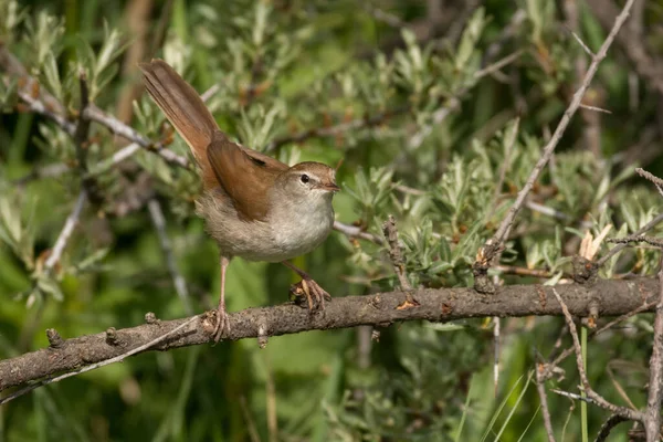 忘了鸟的照片Cetti Warbler Cettia Cetti — 图库照片