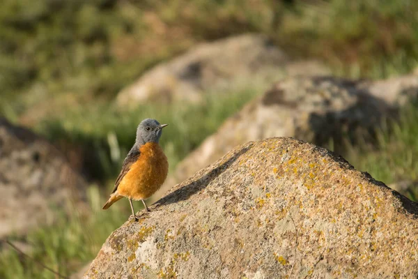 Stunning Bird Photo Common Rock Thrush Monticola Saxatilis — стоковое фото