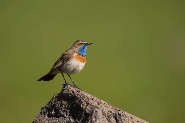 Stunning Bird Photo Bluethroat Luscinia Svecica — Stockfoto