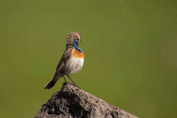 Prachtige Vogelfoto Blauwtong Luscinia Svecica — Stockfoto