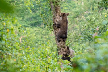 Kahverengi Ayı (Ursus arctos). Bieszczady Dağları, Karpatlar, Polonya.