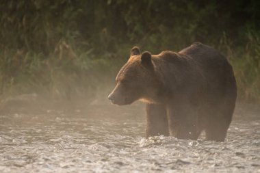 Kahverengi Ayı (Ursus arctos). Bieszczady Dağları, Karpatlar, Polonya.