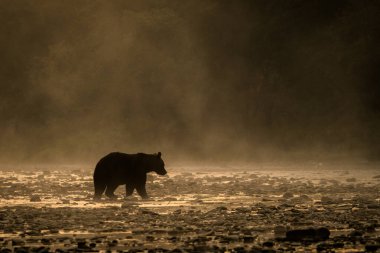 Kahverengi Ayı (Ursus arctos). Bieszczady Dağları, Karpatlar, Polonya.