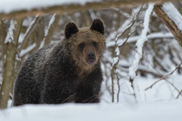 Medvěd Hnědý Ursus Arctos Zasněženém Lese Bieszczady Mountains Polsko — Stock fotografie