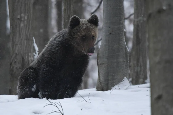 Brown Bear Ursus Arctos Snowy Forest Bieszczady Mountains Poland — Stock Photo, Image