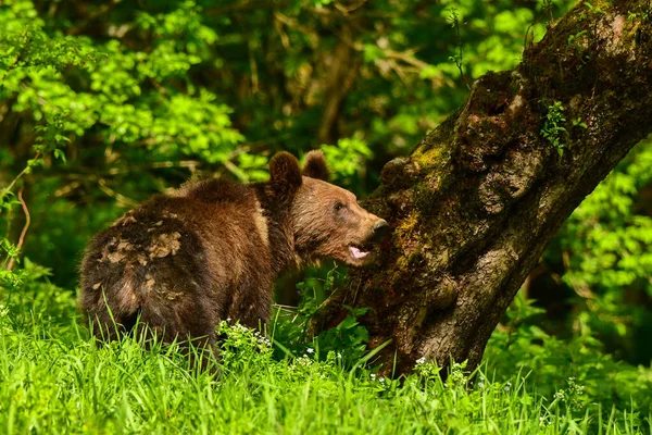 Бурый Медведь Ursus Arctos Бещады Карпаты Польша — стоковое фото