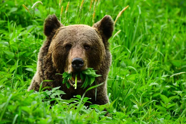 Niedźwiedź Brązowy Ursus Arctos Bieszczady Karpaty Polska — Zdjęcie stockowe