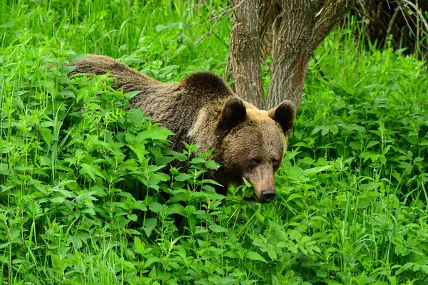 Бурый Медведь Ursus Arctos Бещады Карпаты Польша — стоковое фото