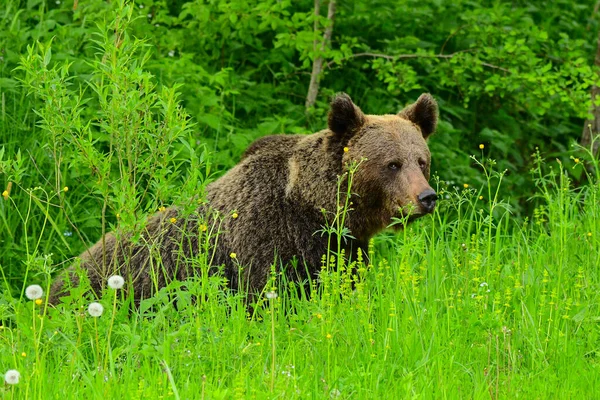Brown Bear Ursus Arctos Bieszczady Mountains Carpathians Poland — Stock Photo, Image