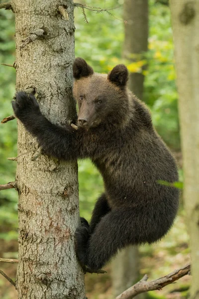 Urso Castanho Ursus Arctos Montanhas Bieszczady Cárpatos Polónia — Fotografia de Stock