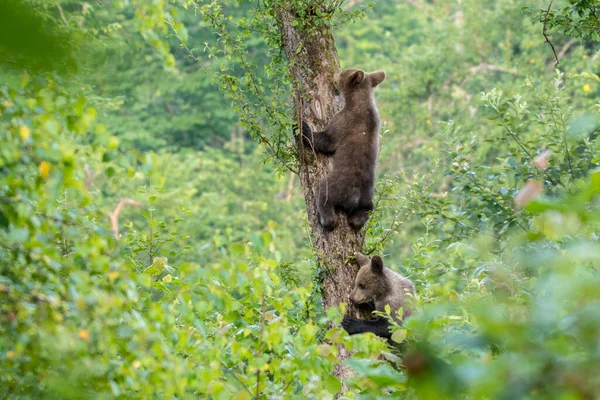 Urso Castanho Ursus Arctos Montanhas Bieszczady Cárpatos Polónia — Fotografia de Stock
