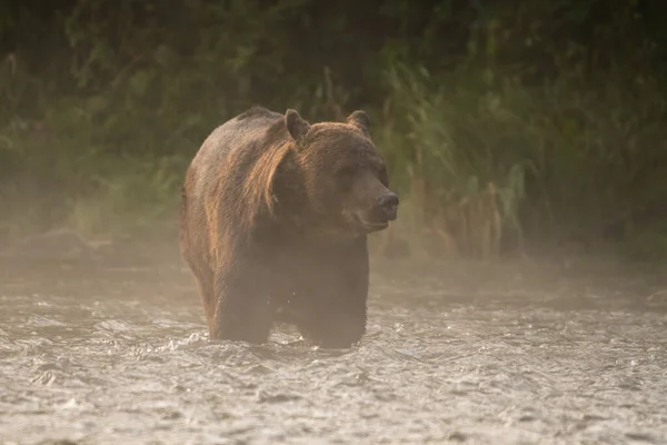 Brown Bear Гори Біскаді Карпати Польща — стокове фото
