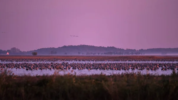 Ein Riesiger Vogelschwarm Kranich Grus Grus Hortobagy Nationalpark Ungarn — Stockfoto