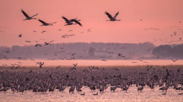 Ogromne Stado Ptaków Żuraw Pospolity Grus Grus Park Narodowy Hortobagy — Zdjęcie stockowe