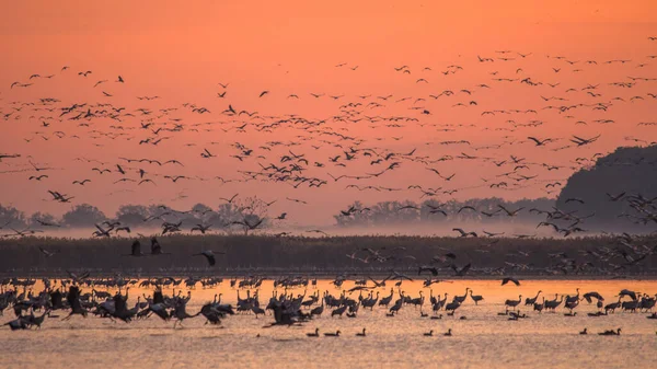 Huge Flock Birds Common Crane Grus Grus Hortobagy National Park — Stockfoto