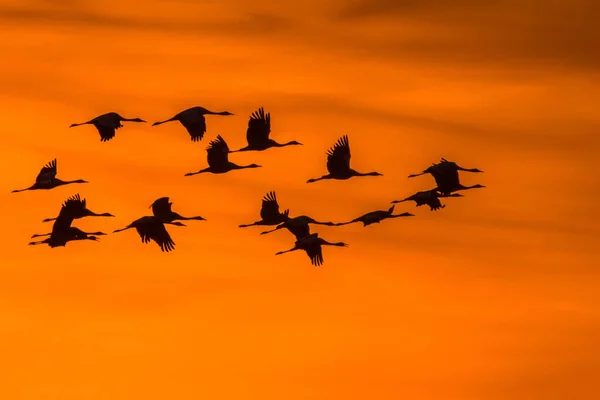 Ein Riesiger Vogelschwarm Kranich Grus Grus Hortobagy Nationalpark Ungarn — Stockfoto