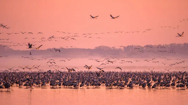 Huge Flock Birds Common Crane Grus Grus Hortobagy National Park — Stockfoto