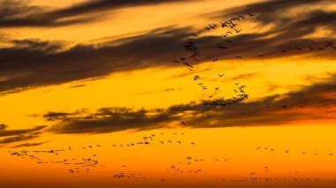 A huge flock of birds. Common Crane (Grus grus). Hortobagy National Park. Hungary.