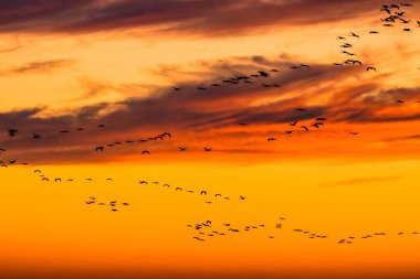A huge flock of birds. Common Crane (Grus grus). Hortobagy National Park. Hungary.