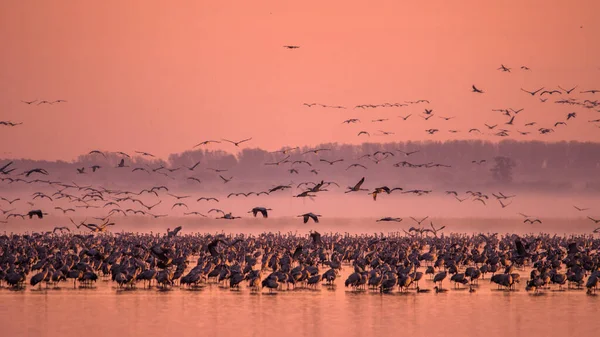 Énorme Troupeau Oiseaux Grue Commune Grus Grus Parc National Hortobagy — Photo