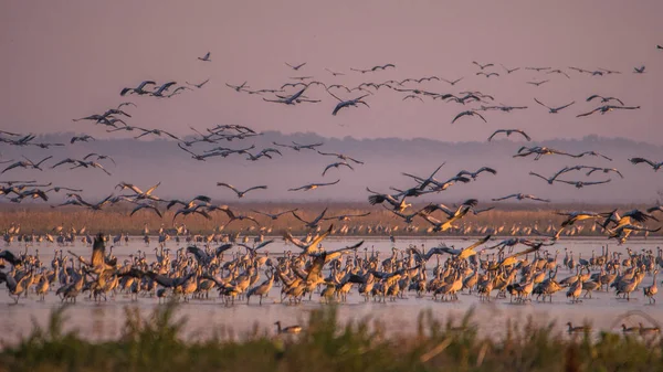 Ein Riesiger Vogelschwarm Kranich Grus Grus Hortobagy Nationalpark Ungarn — Stockfoto