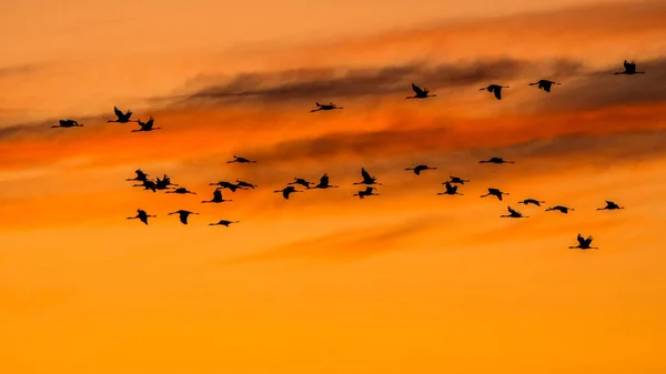Huge Flock Birds Common Crane Grus Grus Hortobagy National Park — Stock Photo, Image